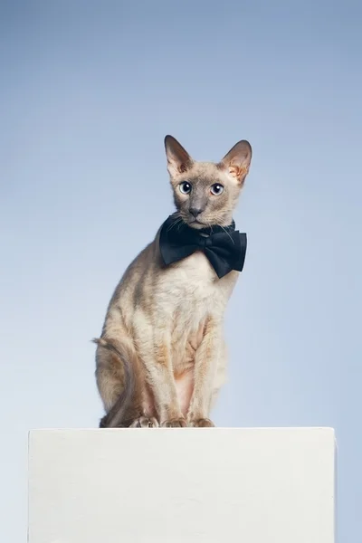 Gato peterbald — Fotografia de Stock