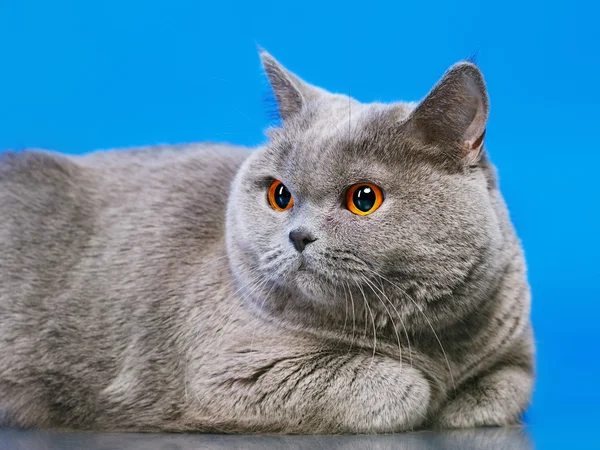 Britânico gato shorthair — Fotografia de Stock