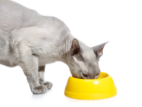 Peterbald gato comiendo —  Fotos de Stock