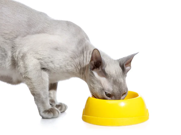 Peterbald 猫を食べる — ストック写真