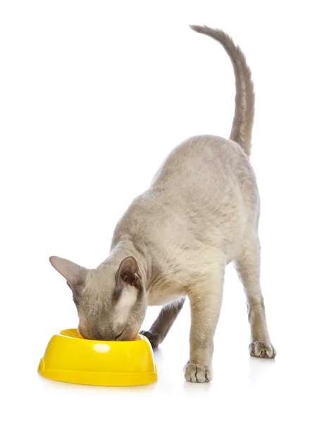 Peterbald Cat Comer — Fotografia de Stock