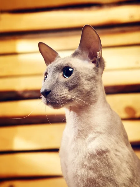 Peterbald katt på hayloft — Stockfoto