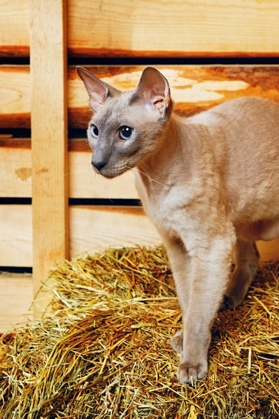 Peterbald Cat on Hayloft — Stock Photo, Image