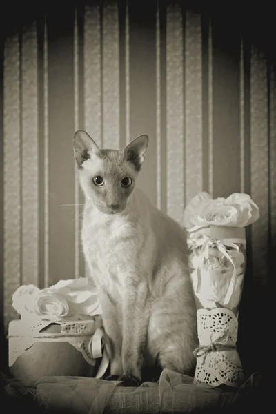 Otrhanec kočka — Stock fotografie