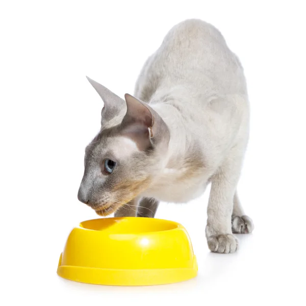 Peterbald Cat Eating — Stock Photo, Image
