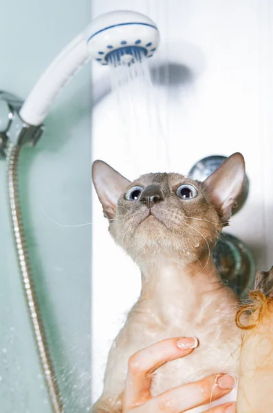 Kot Peterbald prysznicem — Zdjęcie stockowe