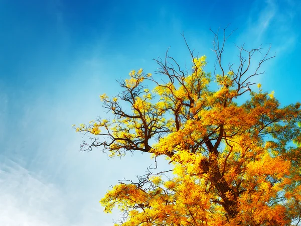 Albero autunnale — Foto Stock