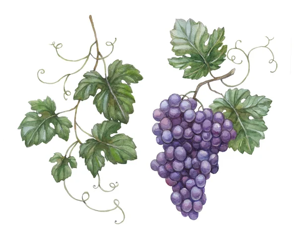 Watercolor illustration of grapes with leaves — Stock Photo, Image