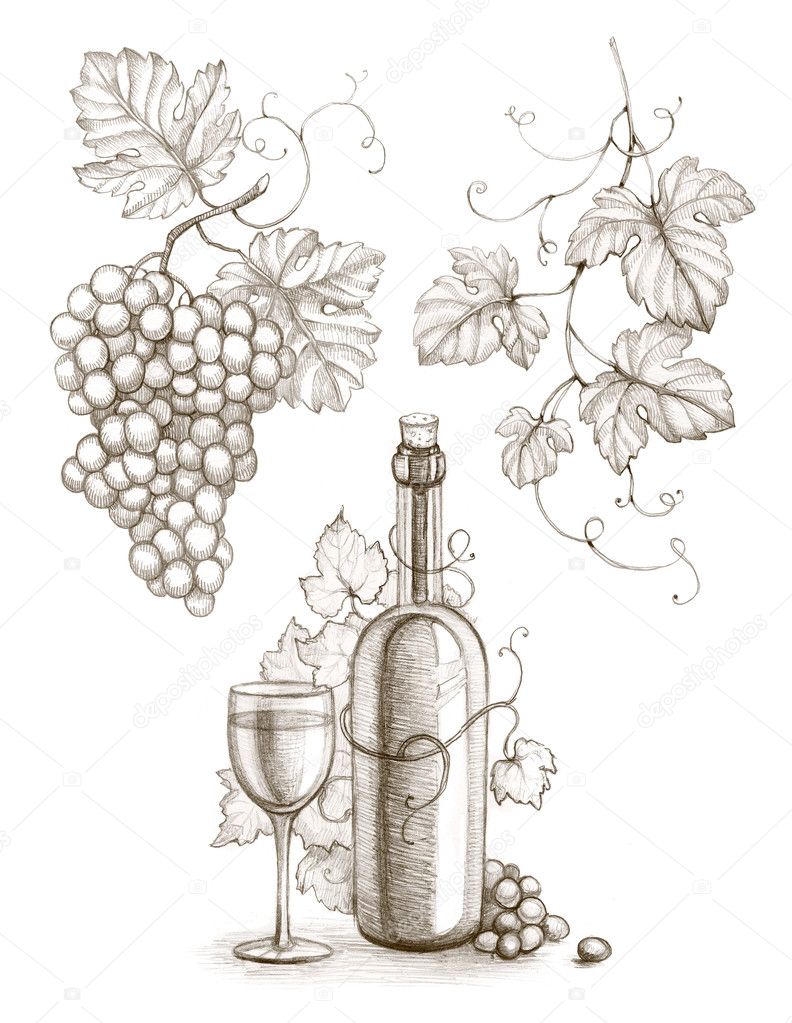 Pencil drawing of wine bottle and grape