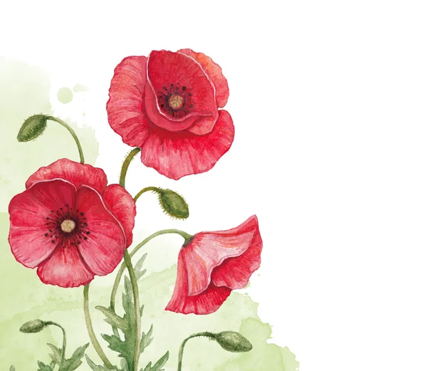 Aquarel achtergrond met poppy bloemen — Stockfoto