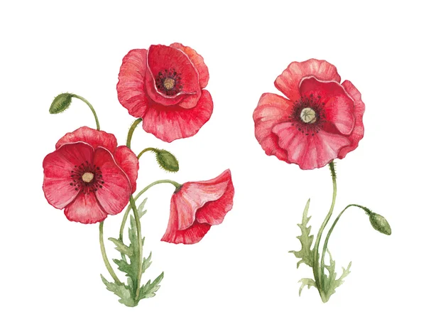 Akvarell illustration av vallmo blommor — Stockfoto