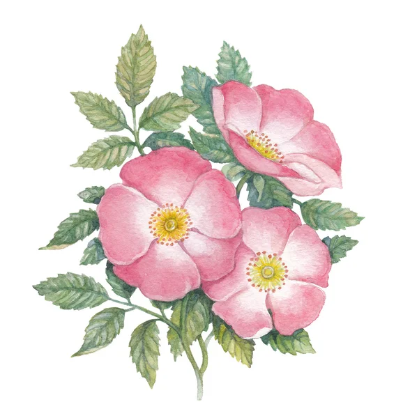 Watercolor dogrose illustration — Stock Photo, Image