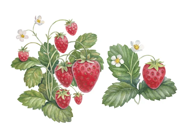 水彩草莓布什 — 图库照片