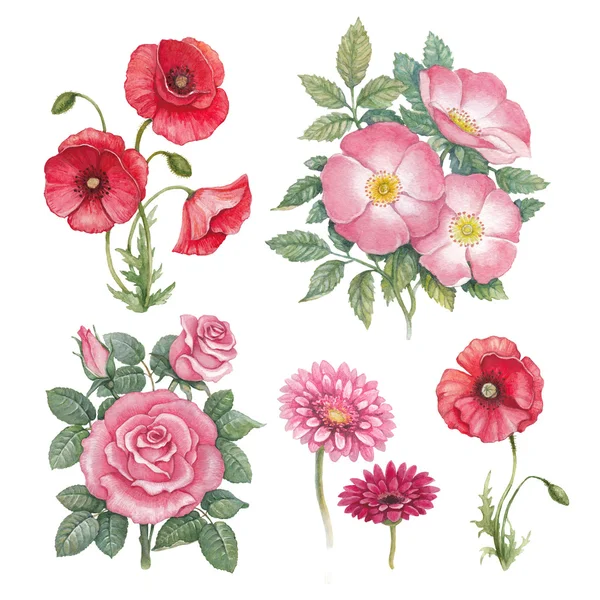 Watercolor flowers collection — Stock Photo, Image