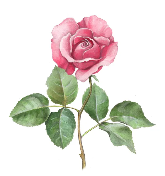 Акварельна ілюстрація троянди — стокове фото