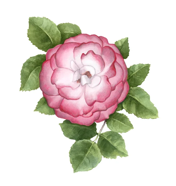 Watercolor illustration of dog rose flower — Stock Photo, Image