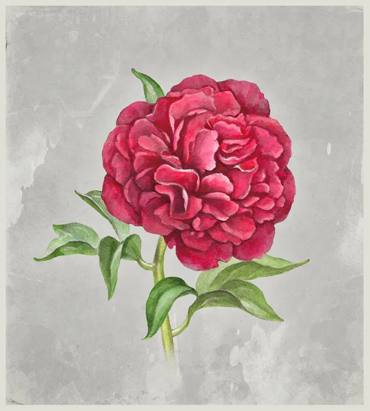 Akvarel Pivoňka květ. perfektní pro přání — Stock fotografie