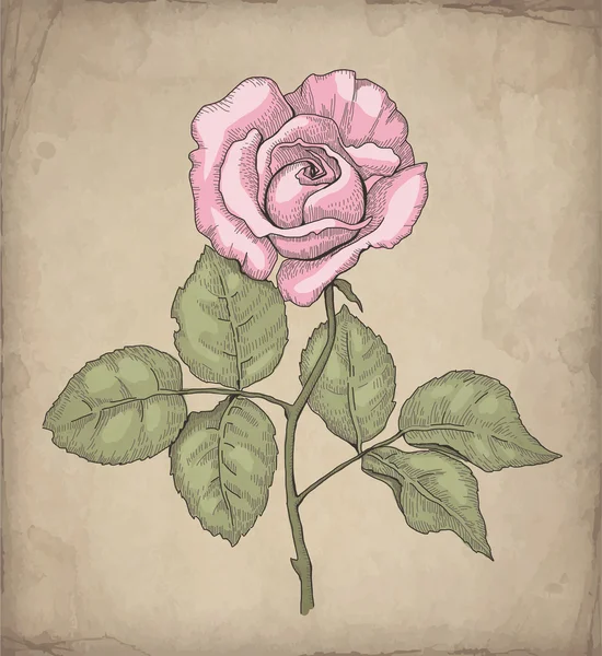 Illustrazione vettoriale del fiore di rosa — Vettoriale Stock