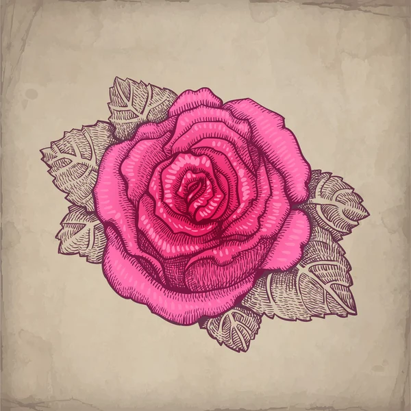 Vektorzeichnung von rosa Rose — Stockvektor