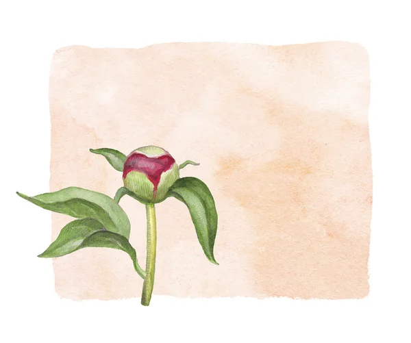 Watercolor peony flower. Perfect for greeting card — Stock Photo, Image