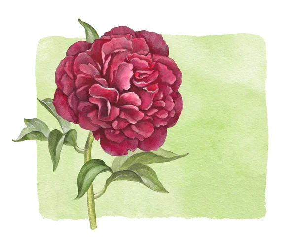 Fiore di peonia acquerello. Perfetto per biglietto di auguri — Foto Stock