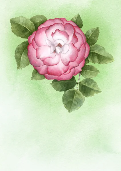 Watercolor illustration of dog-rose flower. Perfect for greeting — Stock Photo, Image