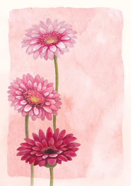 Watercolor background with gerber flower illustration — Stock Photo, Image