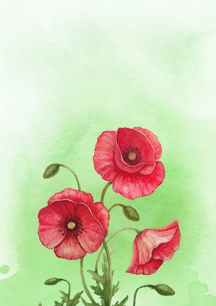 Watercolor illustration of poppy flower. Perfect for greeting ca — Stock Photo, Image