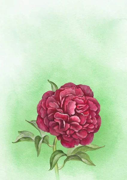 Fleur pivoine aquarelle. Parfait pour carte de vœux — Photo