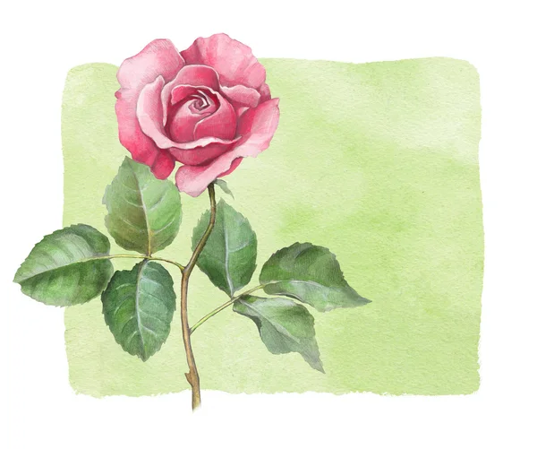 Illustration aquarelle de fleur de rose. Parfait pour accueillir la voiture — Photo