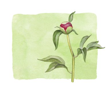 suluboya Şakayık çiçeği. mükemmel için tebrik kartı