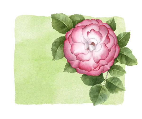 Ilustración en acuarela de flor de rosa perro. Perfecto para saludar — Foto de Stock