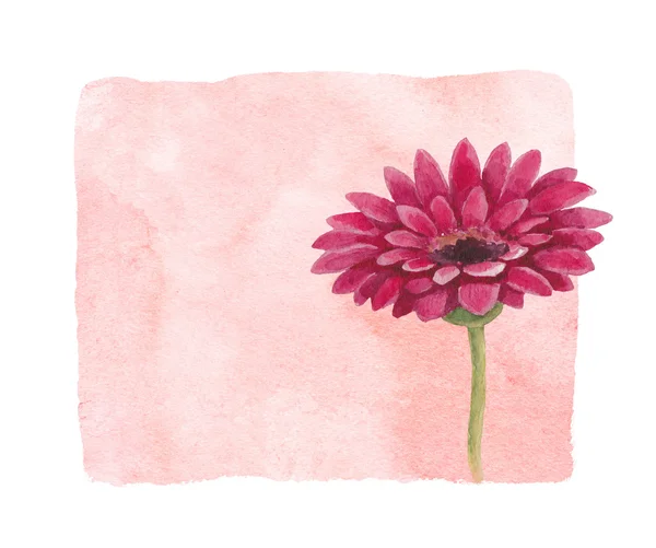 Watercolor background with gerber flower illustration — Stock Photo, Image