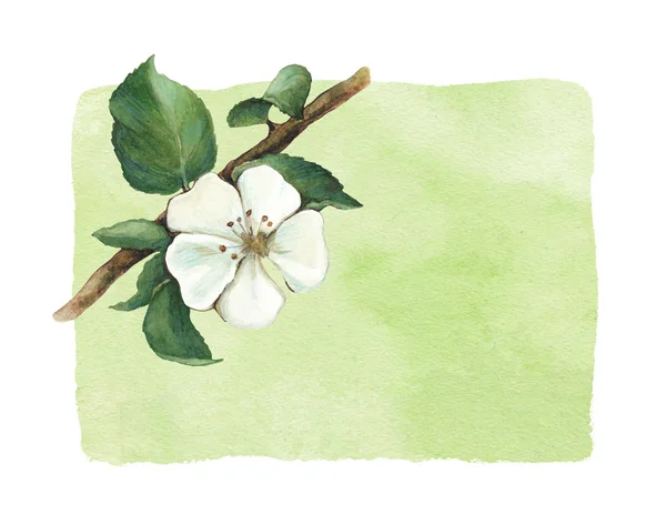 Achtergrond met aquarel apple bloemen — Stockfoto