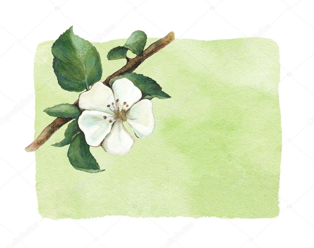 Background with watercolor apple flowers