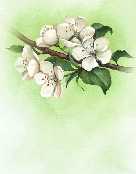 Hintergrund mit Aquarell Apfelblüten — Stockfoto