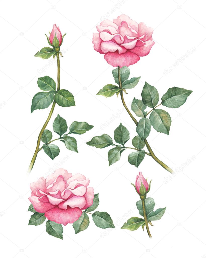 Watercolor illustrations of rose flowers