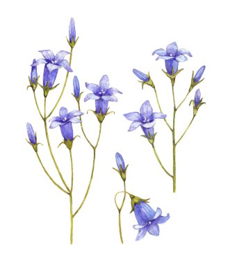 Bluebell çiçek koleksiyonu. suluboya resimler