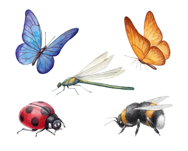 Aquarelle insectes illustrations — Photo