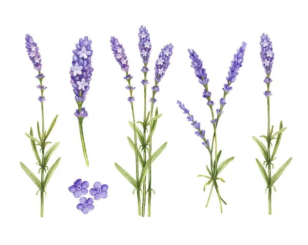 Coleção de flores lavanda. Ilustrações em aquarela — Fotografia de Stock