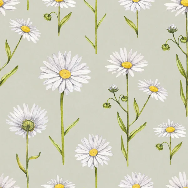 Camomile flowers illustration. Watercolor seamless pattern — Stock Photo, Image