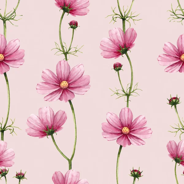 Kozmosz virágok illusztráció. akvarell zökkenőmentes minta — Stock Fotó