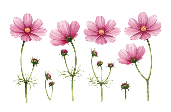 Kosmos blommor samling. akvarell illustrationer — Stockfoto