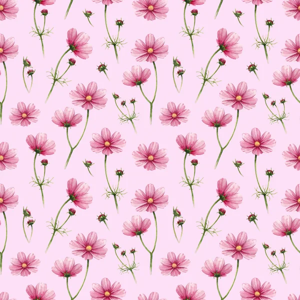 Cosmos flowers illustration. Watercolor seamless pattern — Stock Photo, Image