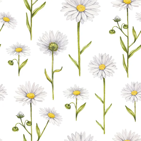 Camomile flowers illustration. Watercolor seamless pattern — Stock Photo, Image