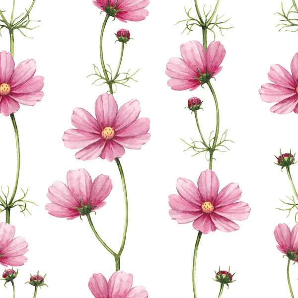 Cosmos flowers illustration. Watercolor seamless pattern — Stock Photo, Image