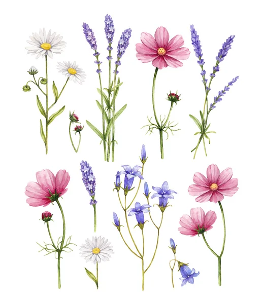 Wilde bloemen collectie. Aquarel illustraties — Stockfoto