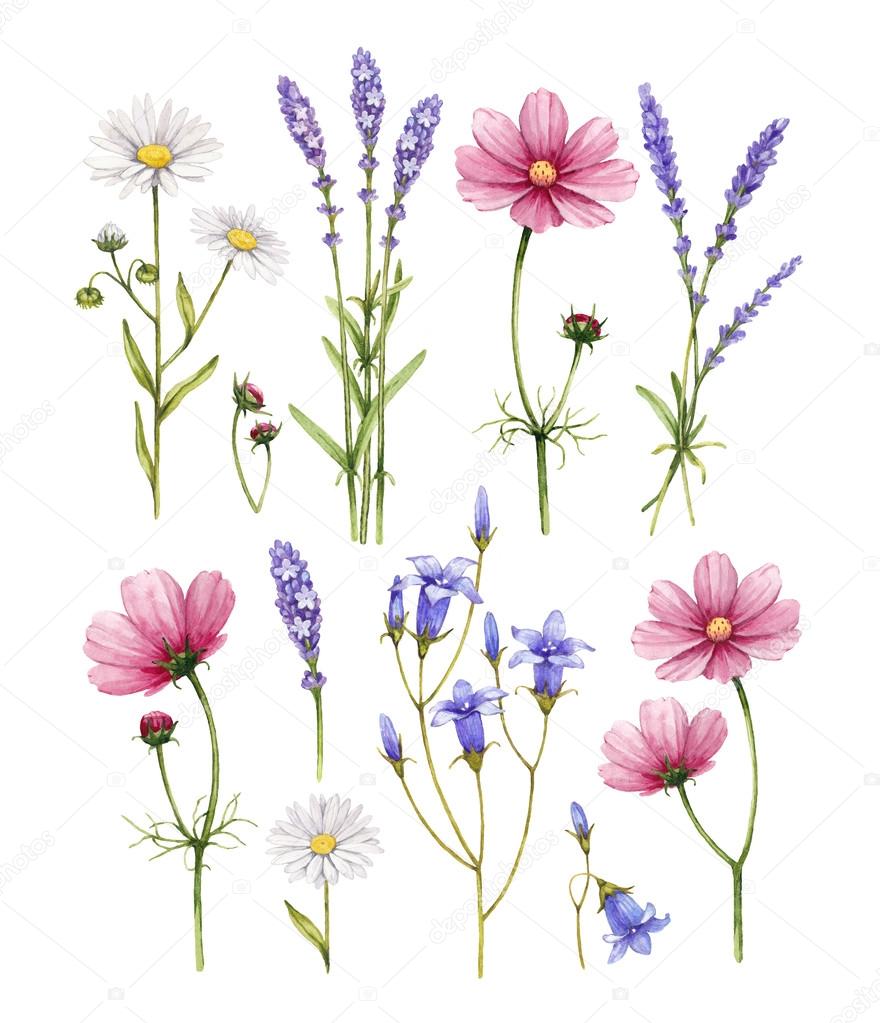 Wild flowers collection. Watercolor illustrations