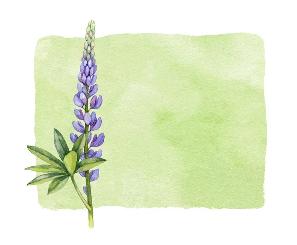 Watercolor lupine flower — Stock Photo, Image