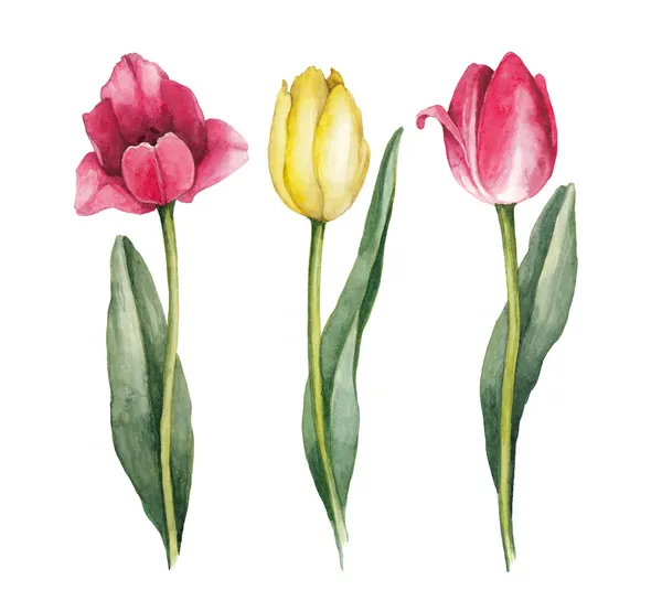 Three watercolor tulips — Stock Photo, Image